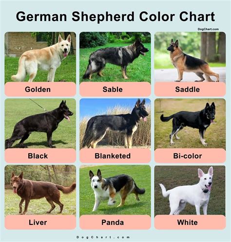 beige german shepherd|german shepherd rare color.